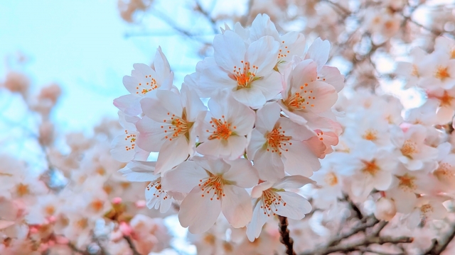 植物園(春･夏･秋･冬)